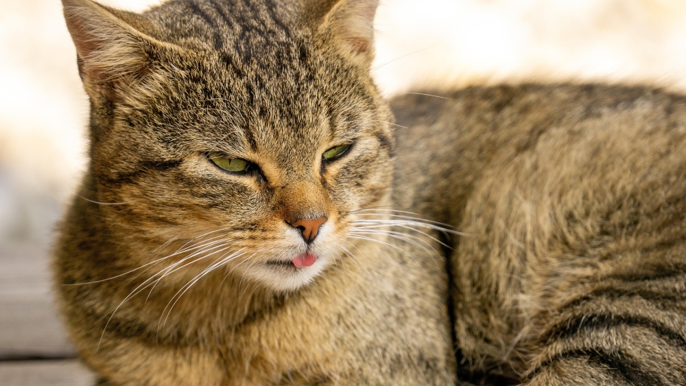 Bild 1 von PowerPoint Präsentation: Welt der Hauskatze – Lehrmaterial für Ausbilder & Schüler (Download) .pptx
