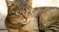 Bild 2 von PowerPoint Präsentation: Welt der Hauskatze – Lehrmaterial für Ausbilder & Schüler (Download) .pptx